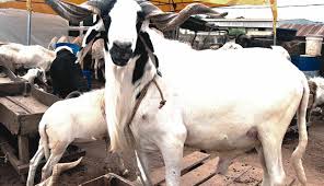 Muslim faithful bemoans price of ram