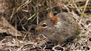 The False Comfort of No Outbreaks: Lessons from Benin’s Lassa Fever Risk